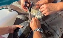 Yavru caretta carettayı balıkçılar kurtardı