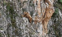 Ayının performansı dağcılara parmak ısırttı