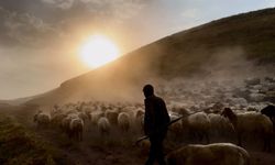 Sürülerin yolculuğu başladı