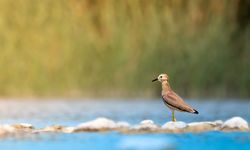 Boğaçayı'nda 220 kuş türü gözlemlendi