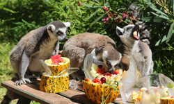 Hayvanlara özel 'buzlu serinlik'