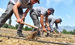 Çandır fasulyesi toprakla buluştu