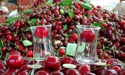 Çay bardağına sığmayan kirazda hasat zamanı