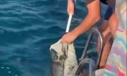 Yavru carettayı balıkçılar kurtardı