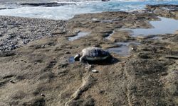 Sahilde ölü caretta bulundu