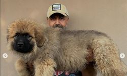 Mehmet Özgür köpeklerine sahip arıyor