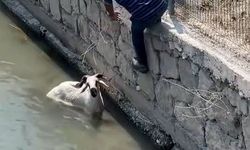 Kaçan kurbanlık dereye atladı