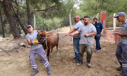 Antalya'da 'hayvan yakalama ekibi' hazır