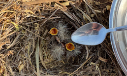 Kuş yavrularına kaşıkla su verdi