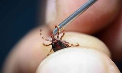 Grip sandığınız ölümcül kene ısırığı olabilir