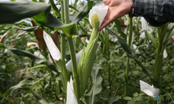 Kuraklığa dayanıklı yerli mısır üretildi