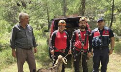Manavgat'ta keçi kurtarma operasyonu