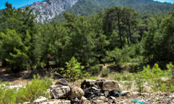 Ormanlarda yangın riski