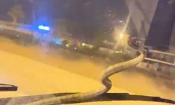 Seyir halindeki otomobilde yılan şoku!