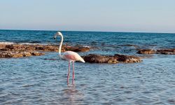 Sahildeki flamingo ilgi odağı oldu