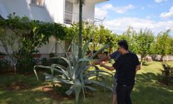 Antalya'da Agave ağacı bulundu