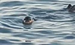 Akdeniz foku görüntülendi