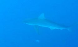 Antalya'da köpek balığı tehlikesi var mı?