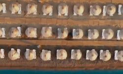 Ücretsiz halk plajı sayısı 19'a yükselecek