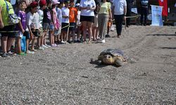 Tedavi sonrası denize kavuştu