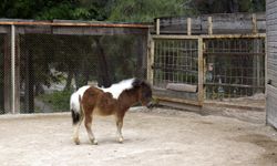 'Şeker' bayram ziyaretçilerini bekliyor