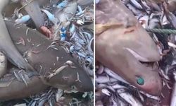 Mersin'de 8 köpek balığı ağa takıldı