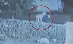 Kurdun kaptığı koyun ölü taklidi yaparak kurtuldu