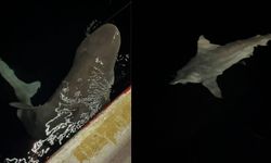 2 buçuk metrelik köpek balığı yakaladı