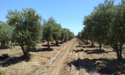 Zeytinlikler zarar görmeden taşınabilir
