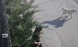 İşe giderken sokak köpekleri saldırdı