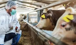 Tarım ve Orman Bakanlığı'ndan şap açıklaması!