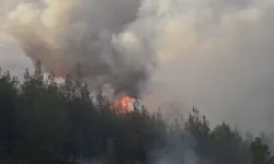 Orman yangınları insan kaynaklı