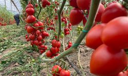 Domates yıllık miktarda yüzde 86 arttı