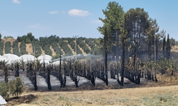 Palmiye ağacı küle döndü