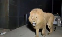 Valilikten 'aslan' açıklaması