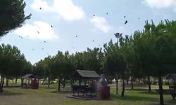 Kargaların alçak uçuşu yaralı kargayı kurtardı