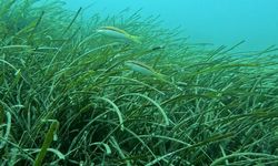 Profesörden deniz çayırı uyarısı