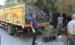 Büyükşehir'den zeytin fidanı desteği