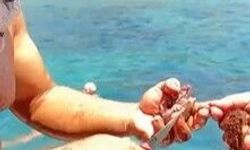 Ağa takılan yengeçler kurtarıldı