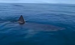 Kemer'de asılsız paylaşılan köpek balığı görüntüsüne suç duyurusu