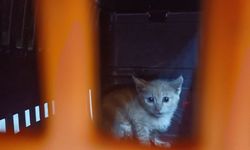 Yavru kedi için seferber oldular