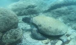 Carettaların saldırma nedenini uzmanı açıkladı