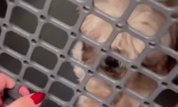 Köpeklerini görünce şok yaşadı