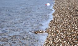 Yaralı Caretta caretta denizle buluştu