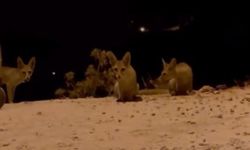 Tilki yavrularını kraker ve bisküviyle beslediler