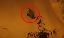 Şehre ayı indi