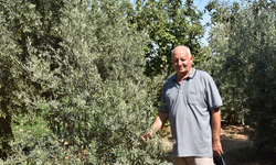 Tapu karışıklığı bahçeyi kuruttu