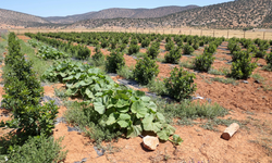 Antalya'da zirve tarımın