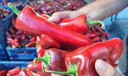 Salçalık biber sezonu başladı