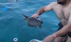 Caretta carettayı kurtardı